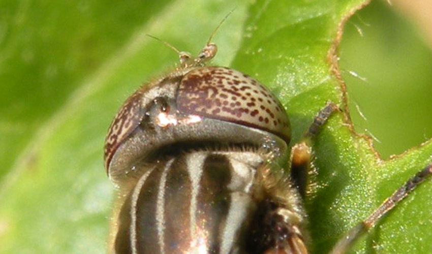 Il solito problema: Eristalinus aeneus o sepulcralis..